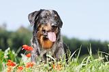 BEAUCERON 461